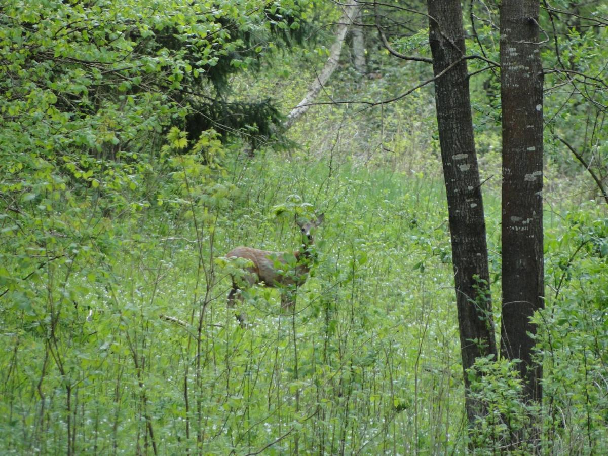 Agroturystyka Zywe Kruklanki Luaran gambar